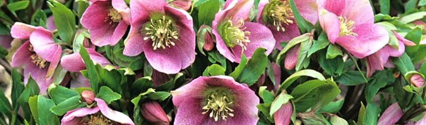 Helleborus banner
